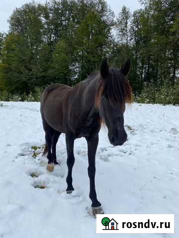 Лошадь Красная Поляна - изображение 1