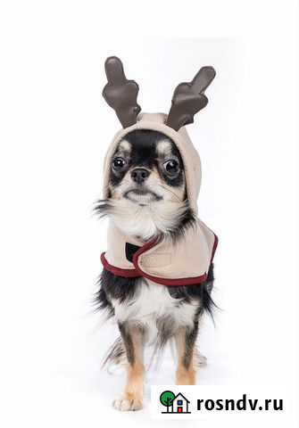 Костюм оленя для собачки Санкт-Петербург - изображение 1