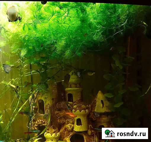 Роголистник Обухово - изображение 1