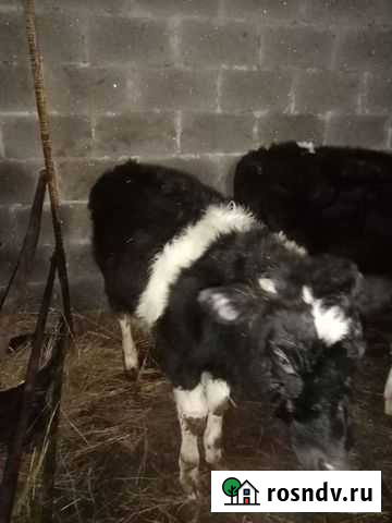 Бычек 6.5мес Пычас - изображение 1