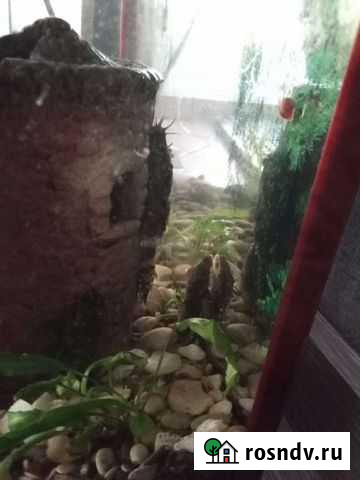 Сом, данио Барнаул - изображение 1