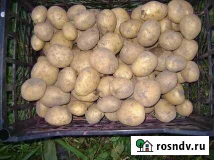 Картофель Рыльск - изображение 1