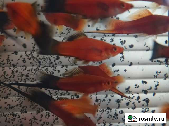 Меченосцы Москва - изображение 1