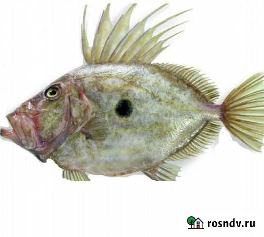 Солнечник рыба опт/розница Москва - изображение 1