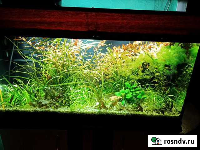 Аквариумные растения Новокузнецк - изображение 1