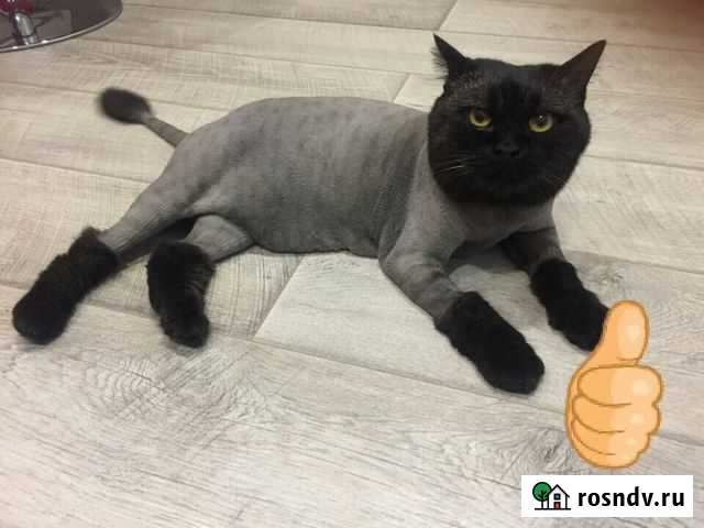 Стрижка кошек и мелких собак Ижевск - изображение 1