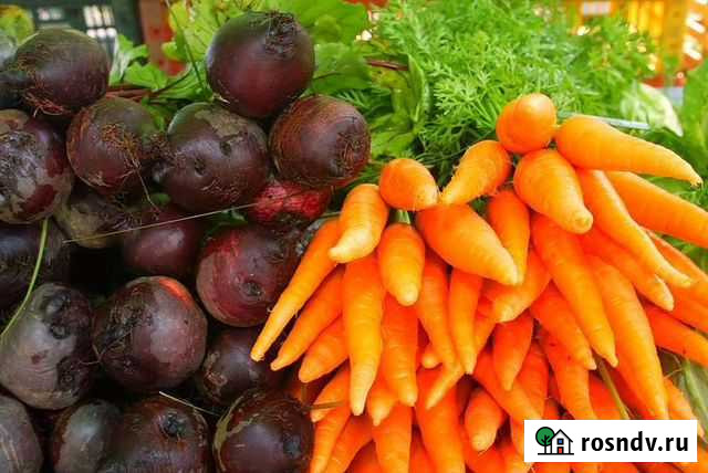 Продам морковь свеклу Мариинск - изображение 1