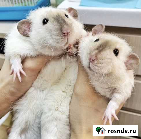 Крысята породистые сиамские дамбо Москва - изображение 1
