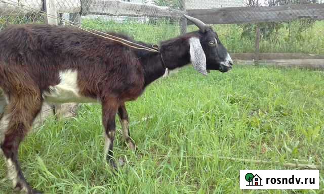 Нубийские козы, козлы, козлята оптом Кашира - изображение 1