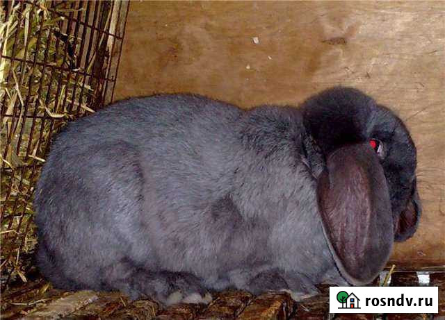 Продам кроликов пароды  Калифорнийская.Французск Новоалександровск - изображение 1