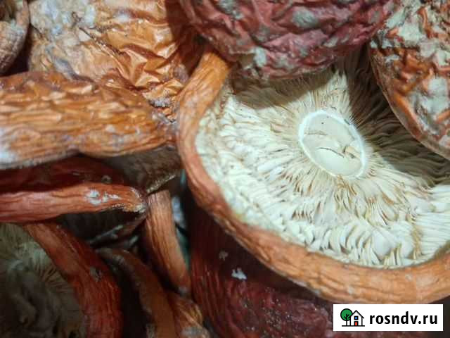 Сушёные шляпки Ростов-на-Дону - изображение 1