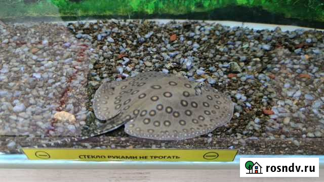 Скат моторо Чита - изображение 1