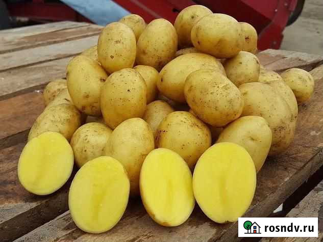 Продам картофель оптом Королева Анна Челябинск - изображение 1