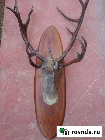 Продам чучело Оленя Саки - изображение 1