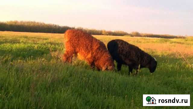 Овцы бараны 10 шт Зимовники - изображение 1