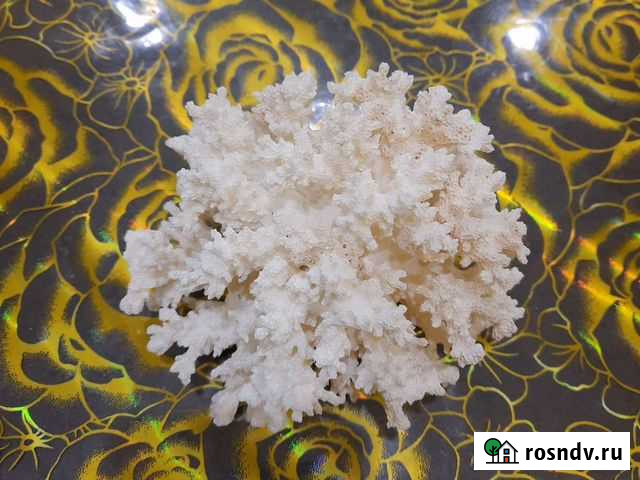 Натуральный коралл Волгоград - изображение 1