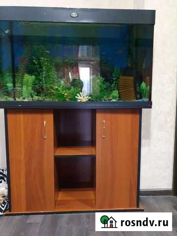 Аквариумные рыбки 200 литра общение продаю Красноярск - изображение 1