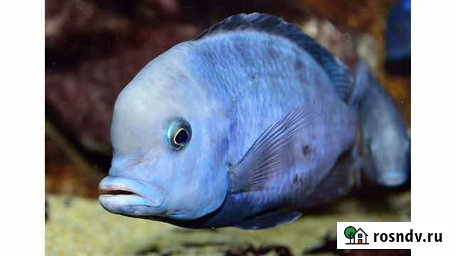 Голубой дельфин (цихлиды) Астрахань - изображение 1