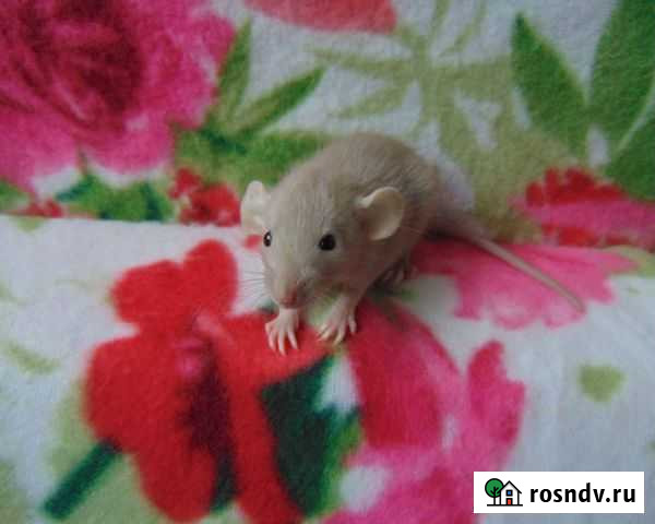 Крысята дамбо (лопоушки), клетки, гамак в подарок Санкт-Петербург - изображение 1