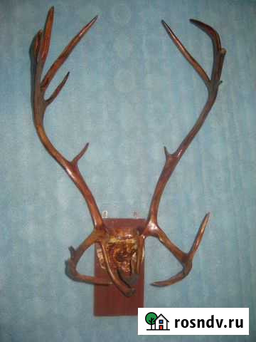 Рога оленя Новосибирск - изображение 1