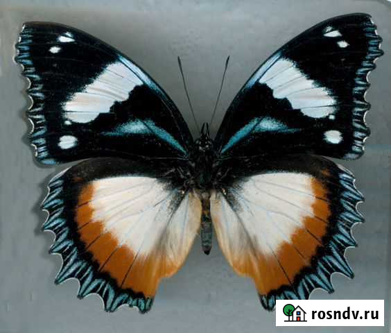 Бабочка Hypolimnas dexithea (сувенир, подарок) Кострома - изображение 1