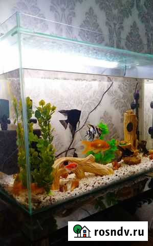 Аквариум Дербент - изображение 1