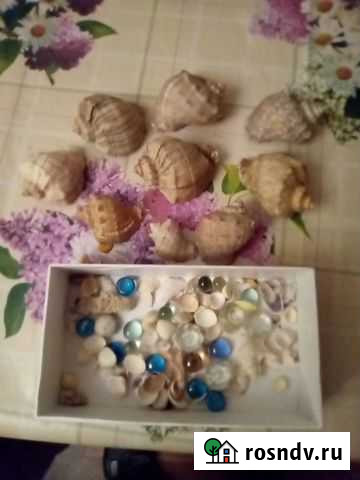 Ракушки для аквариума Москва - изображение 1