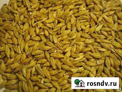 Ячмень Балашов - изображение 1