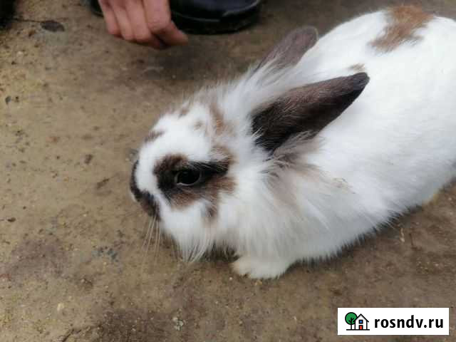 Декоративные кролики Джанкой - изображение 1