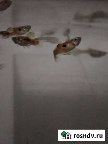 Рыбки Выселки - изображение 1