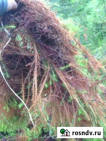 Мох строительный Вологда - изображение 1