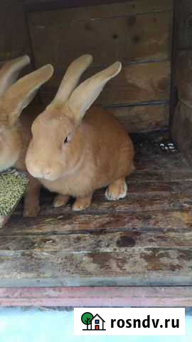 Кролики Волоколамск - изображение 1