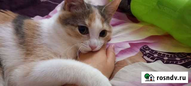 Кошка Краснокамск - изображение 1