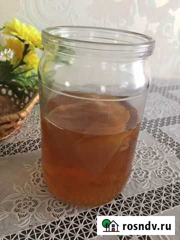 Гриб чайный Нефтекамск - изображение 1