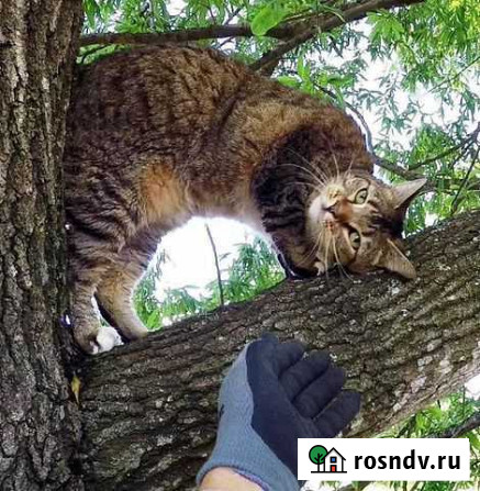 Снять Кота/Кошку с дерева Волжск - изображение 1