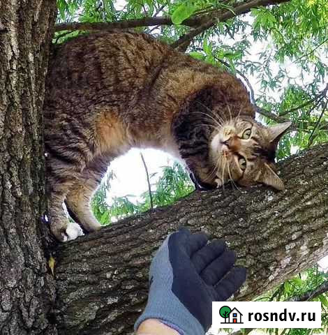 Снять Кота/Кошку с дерева Волжск - изображение 1