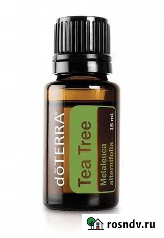 Чайное дерево Миасс - изображение 1