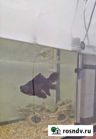 Аквариум с тумбой 200 литров Псков - изображение 1