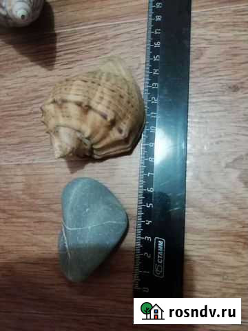 Ракушки для аквариума Челябинск - изображение 1