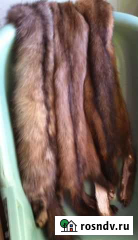 Лиса, Соболь Красноярск - изображение 1