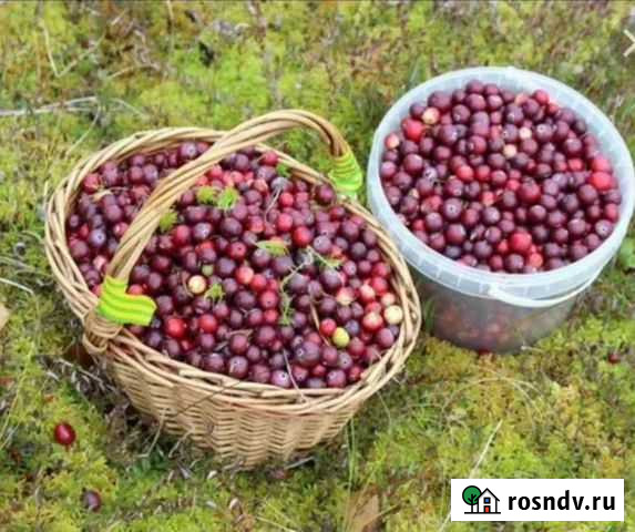 Клюква.брусника. черника Тольятти - изображение 1
