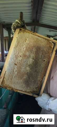 Мед вазможен обмен на животных Ачхой-Мартан - изображение 1