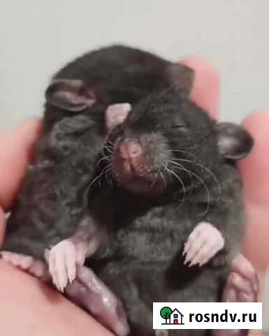 Крыски Дамбо Смоленск - изображение 1