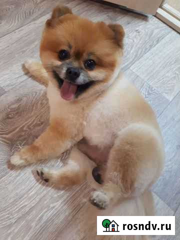 Стрижка собак и кошек Дружок Комсомольск-на-Амуре - изображение 1