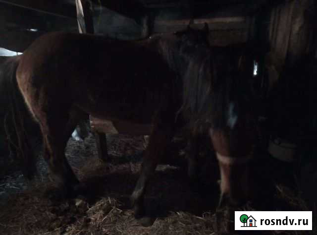 Лошади жеребята Копейск - изображение 1