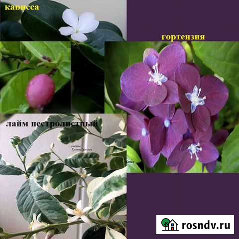 Карисса, гортензия, лайм пестролистный Балашиха - изображение 1