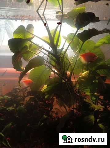 Аквариумные растения Брянск - изображение 1