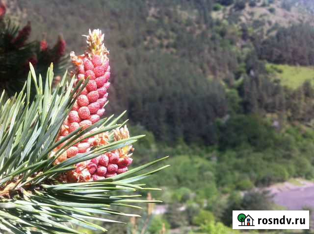 Пыльца Сосны Владикавказ - изображение 1