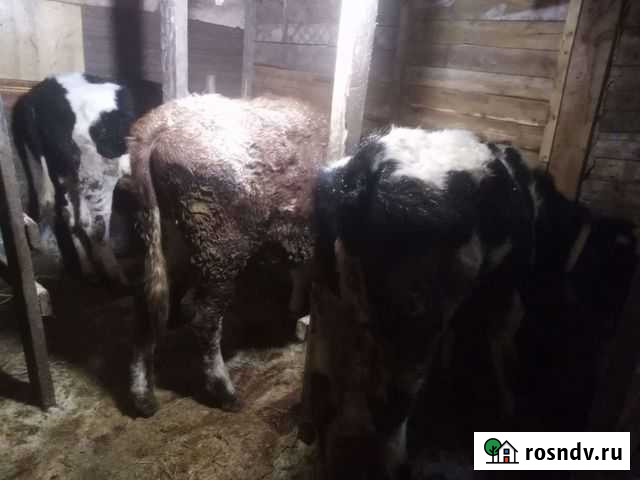 Быки Гатчина - изображение 1