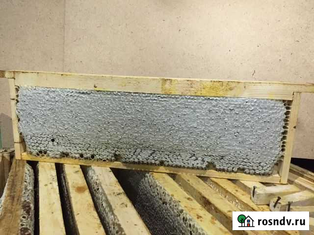 Сотовый мёд Бийск - изображение 1